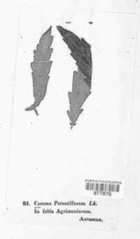 Image Associated With the Occurence